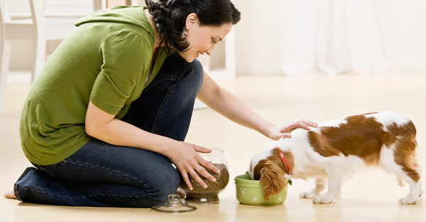 Pet Feeding Essentials