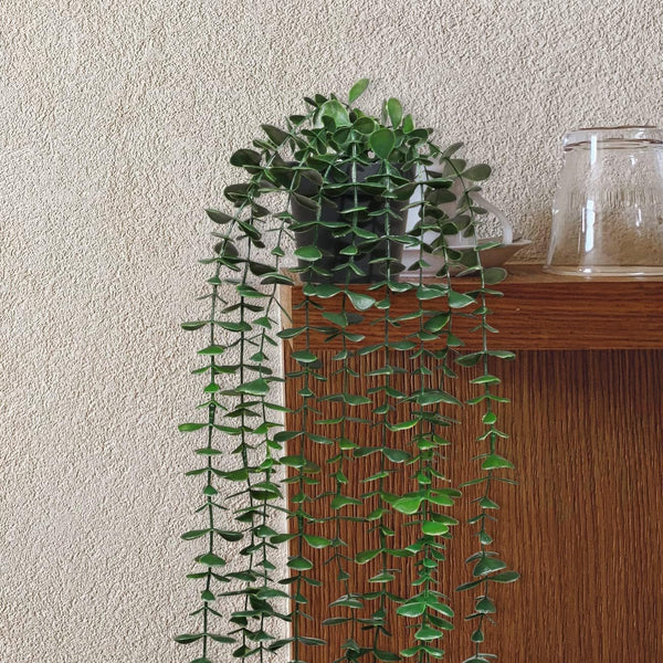 3 Pack Artificial Hanging Plants - Eucalyptus & Mandala Vines